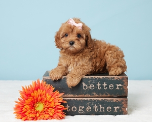 Tessa Cavapoo puppy